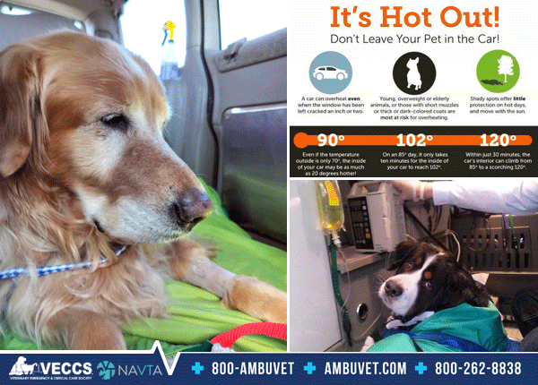 ambuvet Transport service of emergency or non emergency interhospital animal transfer, Open 24 Hours. serving the tri-state area with CDC compliant vehicles. Our staff are handshake free at this time 1-800-262-8838