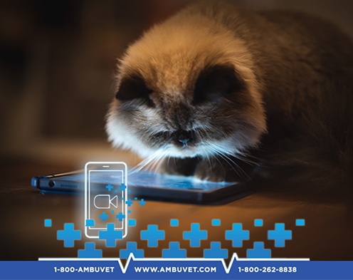 furry long hair cat looks into a tablet with glow from the device. Video icon above the AmbuVet contact information footer